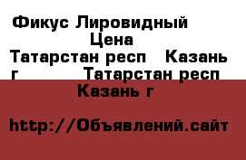 Фикус Лировидный (Lyrata). › Цена ­ 400 - Татарстан респ., Казань г.  »    . Татарстан респ.,Казань г.
